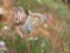 91677 – Photo : Crevette76 – France (48)