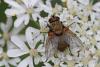 91269 – Photo : Marc Solari – France (68)