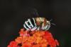 91471 – Photo : eudemis – France (20)