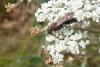 91458 – Photo : Patrick Le Mao – France (22)