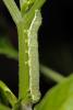 91214 – Photo : Liboupat – France (05)
