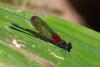 91998 – Photo : Denis Gaschignard – Guyane française