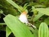 91164 – Photo : X.leen – Thaïlande