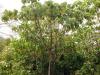 91418 – Photo : X.leen – Thaïlande