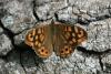 91179 – Photo : Gerard VIGO – France (24)