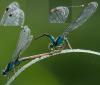 91272 – Photo : Joseph Rezeau – France (35)