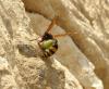 91391 – Photo : Bernard Pichetto – France (81)