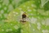 91207 – Photo : Michel Mathieu – France (50)