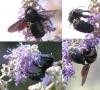 Xylocopa sp.