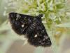 91501 – Photo : Prisca – France (05)