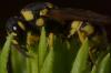 91478 – Photo : Philippe Legros – France (83)