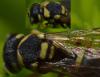91541 – Photo : Philippe Legros – France (83)