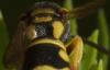 91564 – Photo : Philippe Legros – France (83)