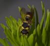 91474 – Photo : Philippe Legros – France (83)