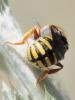 91772 – Photo : Prisca – France (05)