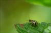 91230 – Photo : Jacques-Alexis Real – Martinique