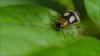 91231 – Photo : Jacques-Alexis Real – Martinique