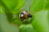 91233 – Photo : Jacques-Alexis Real – Martinique