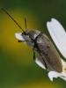 91121 – Photo : Prisca – France (05)