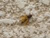 91217 – Photo : Morand – France (07)