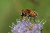 91167 – Photo : Marc Solari – France (88)
