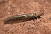 91283 – Photo : Gerard VIGO – Maroc