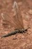 91284 – Photo : Gerard VIGO – Maroc