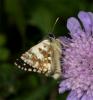 91333 – Photo : Pelouard – France (74)