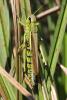 91643 – Photo : Michel Ehrhardt – France (58)
