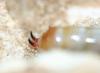 91476 – Photo : Philippe Jacquot – France (26)