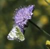 91628 – Photo : lguez – France (73)