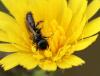 91237 – Photo : patrick derennes – France (91)