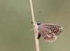 91450 – Photo : patrick derennes – France (91)