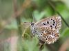 91452 – Photo : patrick derennes – France (91)