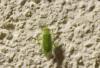 91434 – Photo : alain Roujas – France (31)