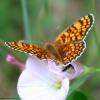 91074 – Photo : Bernard VENEAU – France (41)