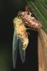 91061 – Photo : Gerard VIGO – Costa Rica