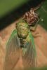 91062 – Photo : Gerard VIGO – Costa Rica