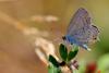 91568 – Photo : Frederique Bey – France (54)