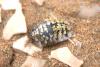 91052 – Photo : Gerard VIGO – Sahara occidental
