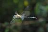 91618 – Photo : Michel Ehrhardt – France (58)