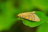 91149 – Photo : Bernard DELEFOSSE – Réunion (La)