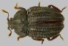 91451 – Photo : J.-H. Yvinec – Guyane française