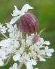 91279 – Photo : Bertrand COTTE – France (70)