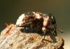 91356 – Photo : Alain d'Alys – France (04)