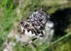 91316 – Photo : Jules d'Oc – France (48)
