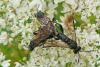 91911 – Photo : Patrick Le Mao – France (35)