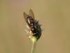 91545 – Photo : Sylvain Houpert – France (77)