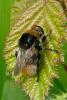 91367 – Photo : Patrick Le Mao – France (35)