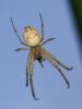 91549 – Photo : Sylvain Houpert – France (78)